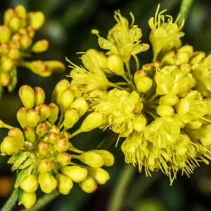 Sulphurflower Buckwheat Seeds - Eriogonum umbellatum Yellow Flower - Image 7