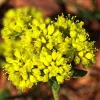 Sulphurflower Buckwheat Seeds - Eriogonum umbellatum Yellow Flower - Image 1