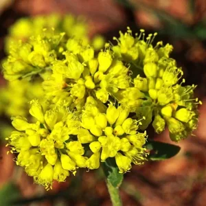 Sulphurflower Buckwheat Seeds - Eriogonum umbellatum Yellow Flower - Image 1