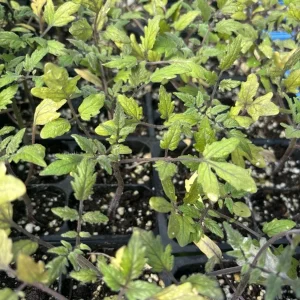 Sun Sugar Golden Tomato Live Plants - 3 Pack, 6-10 inches, Yellow Cherry - Image 2