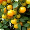Sun Sugar Yellow Golden Tomato Live Plants - 4 Pack, 6-10 inches Tall, Outdoor - Image 1
