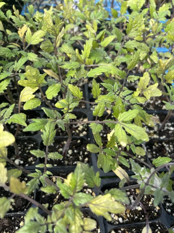 Sun Sugar Yellow Golden Tomato Live Plants - 6 Pack, 6-10 inches, 60+ Days Old, Outdoor - Image 2