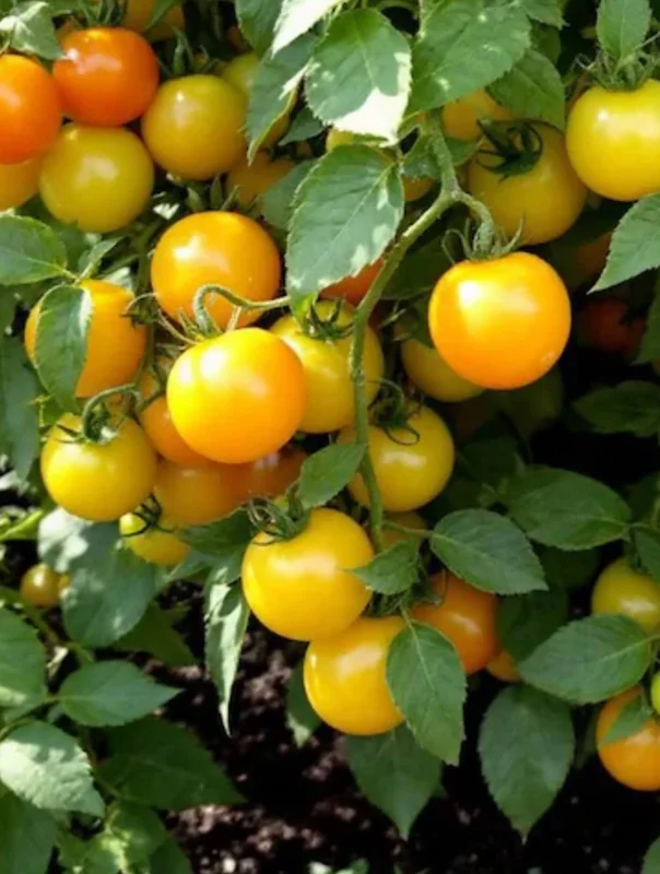 Sun Sugar Yellow Golden Tomato Live Plants - 6 Pack, 6-10 inches, 60+ Days Old, Outdoor - Image 1