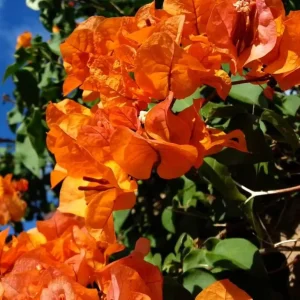Sundown Bougainvillea Live Plant - 2 Pack, 4-6 Inches Tall - Orange, Pink & Red Blooms, Outdoor - Image 2