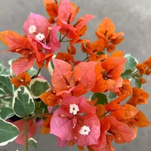 Sundown Bougainvillea Live Plant - 2 Pack, 4-6 Inches Tall - Orange, Pink & Red Blooms, Outdoor - Image 3