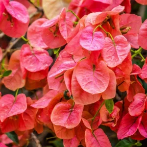 Sundown Bougainvillea Live Plant - 2 Pack, 4-6 Inches Tall - Orange, Pink & Red Blooms, Outdoor - Image 4