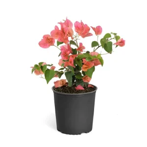 Sundown Bougainvillea Live Plant - 2 Pack, 4-6 Inches Tall - Orange, Pink & Red Blooms, Outdoor - Image 5