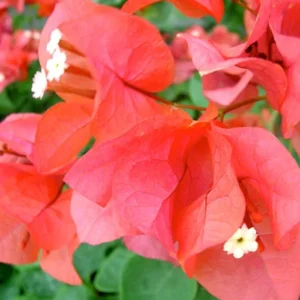 Sundown Bougainvillea Live Plant - 2 Pack, 4-6 Inches Tall - Orange, Pink & Red Blooms, Outdoor - Image 6