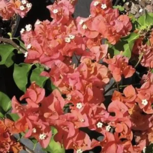 Sundown Bougainvillea Live Plant - 2 Pack, 4-6 Inches Tall - Orange, Pink & Red Blooms, Outdoor - Image 7
