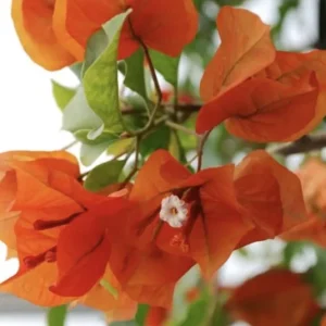 Sundown Bougainvillea Live Plant - 2 Pack, 4-6 Inches Tall - Orange, Pink & Red Blooms, Outdoor - Image 1