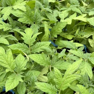 Super Fantastic Tomato Live Plant - 2 Pack, 6-10 inch, 60+ Day Old, Outdoor - Image 1