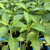 Super Hot Chili Pepper Live Plants - 3 Pack, 75 Days Old, Ready to Grow - Image 1