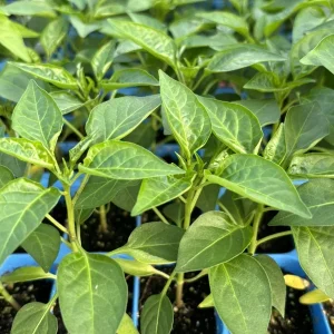 Super Hot Chili Pepper Live Plants - 3 Pack, 75 Days Old, Ready to Grow - Image 1