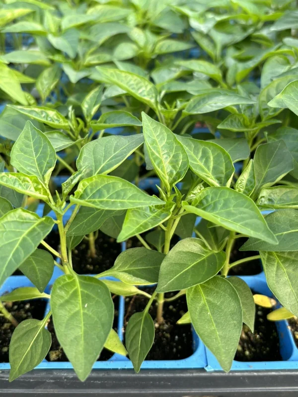 Super Hot Chili Pepper Live Plants - 3 Pack, 75 Days Old, Ready to Grow - Image 1