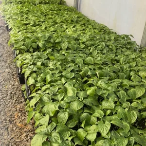 Super Hot Pepper Live Plants, Pick 3 Varieties, 75+ Days Old, 6-12 inches Tall - Image 3