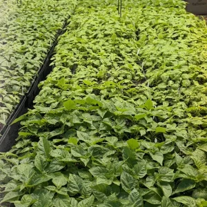 Super Hot Pepper Live Plants, Pick 3 Varieties, 75+ Days Old, 6-12 inches Tall - Image 5