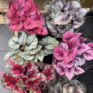 Surprise Rex Begonia Live Plant – 3in Pot – Vibrant Indoor Houseplant - Image 2