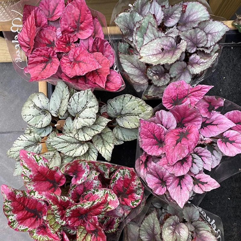 Surprise Rex Begonia Live Plant – 3in Pot – Vibrant Indoor Houseplant - Image 2