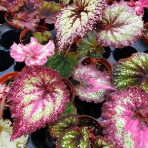 Surprise Rex Begonia Live Plant – 3in Pot – Vibrant Indoor Houseplant - Image 3