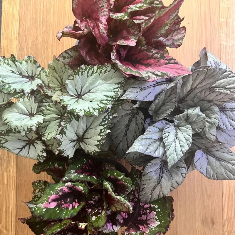 Surprise Rex Begonia Live Plant – 3in Pot – Vibrant Indoor Houseplant - Image 4