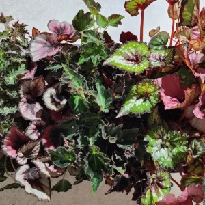 Surprise Rex Begonia Live Plant – 3in Pot – Vibrant Indoor Houseplant - Image 6
