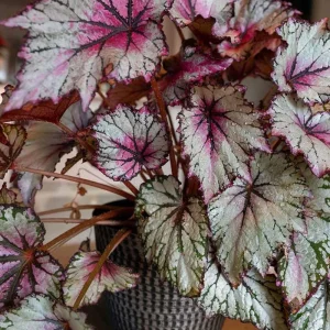 Surprise Rex Begonia Live Plant – 3in Pot – Vibrant Indoor Houseplant - Image 7