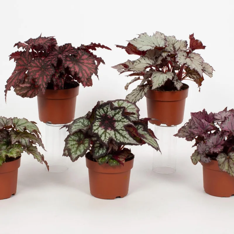 Surprise Rex Begonia Live Plant – 3in Pot – Vibrant Indoor Houseplant - Image 8