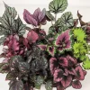 Surprise Rex Begonia Live Plant – 3in Pot – Vibrant Indoor Houseplant - Image 1