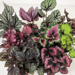 Surprise Rex Begonia Live Plant – 3in Pot – Vibrant Indoor Houseplant - Image 1