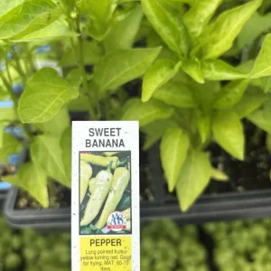 Sweet Banana Pepper Live Plants - 3 Pack - Mild Yellow to Red Peppers - Image 2