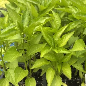 Sweet Banana Pepper Live Plants - 3 Pack - Mild Yellow to Red Peppers - Image 3