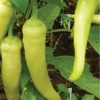 Sweet Banana Pepper Live Plants - 3 Pack - Mild Yellow to Red Peppers - Image 1