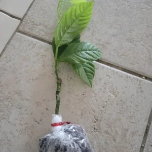 Sweet Sunrise Passion Fruit Live Plant – 4-6 Inches Tall – Climbing Vine – Tropical Fruit - Image 2