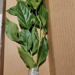 Sweet Sunrise Passion Fruit Live Plant – 4-6 Inches Tall – Climbing Vine – Tropical Fruit - Image 4