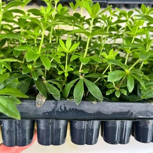 Sweet Woodruff Live Plant (Galium odoratum) - Fragrant Groundcover, 1-inch Plug, Outdoor - Image 2