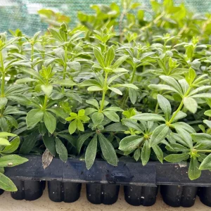 Sweet Woodruff Live Plant (Galium odoratum) - Fragrant Groundcover, 1-inch Plug, Outdoor - Image 3