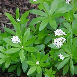 Sweet Woodruff Live Plant (Galium odoratum) - Fragrant Groundcover, 1-inch Plug, Outdoor - Image 4