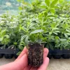 Sweet Woodruff Live Plant (Galium odoratum) - Fragrant Groundcover, 1-inch Plug, Outdoor - Image 1