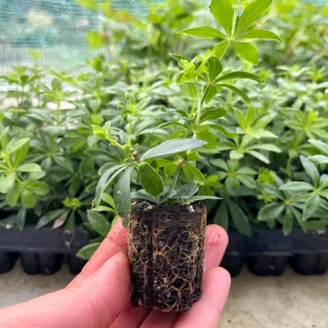Sweet Woodruff Live Plant (Galium odoratum) - Fragrant Groundcover, 1-inch Plug, Outdoor - Image 1