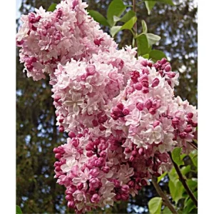 Sweetheart Lilac Live Plant - Starter Tree 8-10 Inch Tall - Fragrant Pink Flowers - Image 1