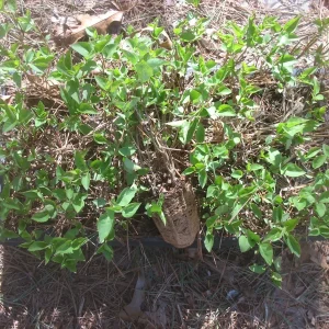 Sweetheart Lilac Live Plant - Starter Tree 8-10 Inch Tall - Fragrant Pink Flowers - Image 2