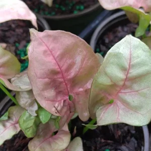 Syngonium Pink Lava Live Plant – 4 inch Growing Pot – Indoor Arrowhead Vine - Image 2