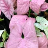 Syngonium Pink Lava Live Plant – 4 inch Growing Pot – Indoor Arrowhead Vine - Image 1