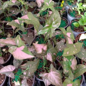 Syngonium Pink Splash Live Plant – Potted Houseplant – 4 Inch Growing Pot - Image 2