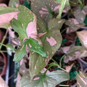 Syngonium Pink Splash Live Plant – Potted Houseplant – 4 Inch Growing Pot - Image 3