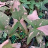 Syngonium Pink Splash Live Plant – Potted Houseplant – 4 Inch Growing Pot - Image 1