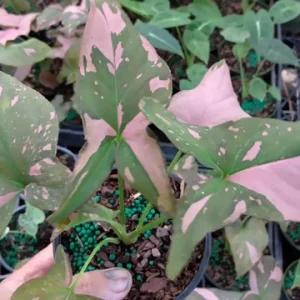 Syngonium Pink Splash Live Plant – Potted Houseplant – 4 Inch Growing Pot - Image 1