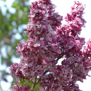 Syringa 'Adelaide Dunbar' Lilac Live Plant - Starter 6-10 Inch Tall - Image 1