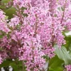 Syringa Meyeri 'Flowerfesta Pink' - STARTER PLANT- Approx 7 Inch - Image 1