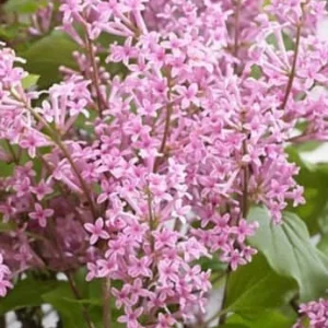 Syringa Meyeri 'Flowerfesta Pink' - STARTER PLANT- Approx 7 Inch - Image 1